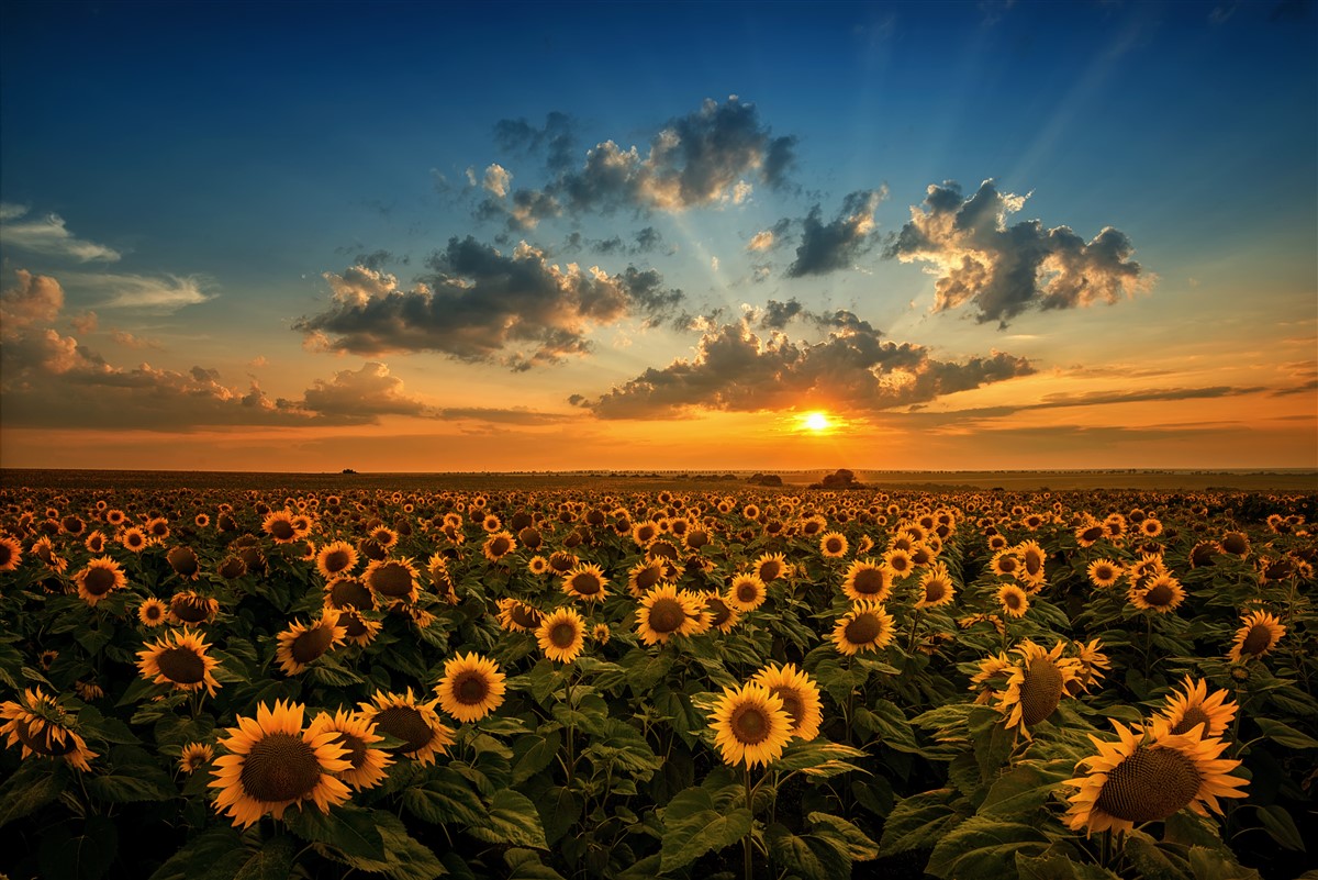 croissance des tournesols côtiers