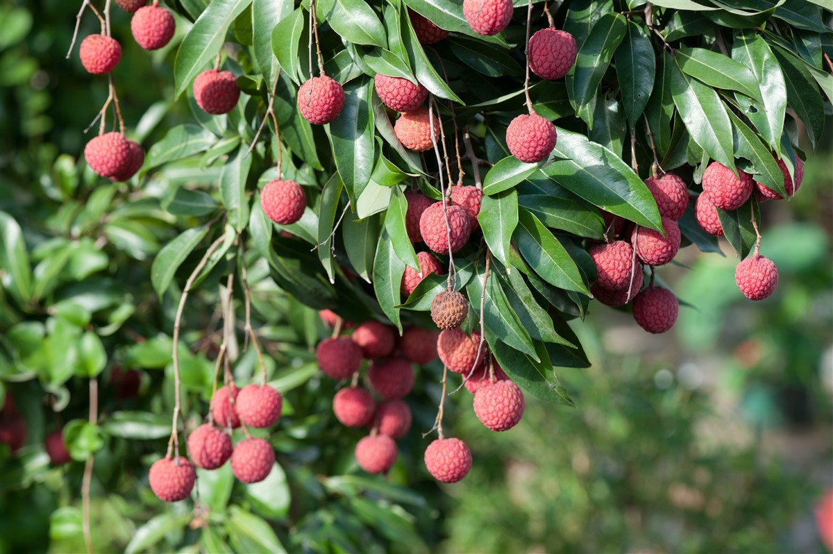 cultiver un plant de litchi