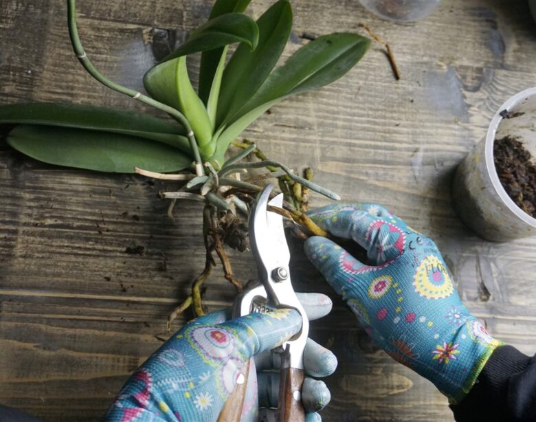 méthode pour rempoter des orchidées