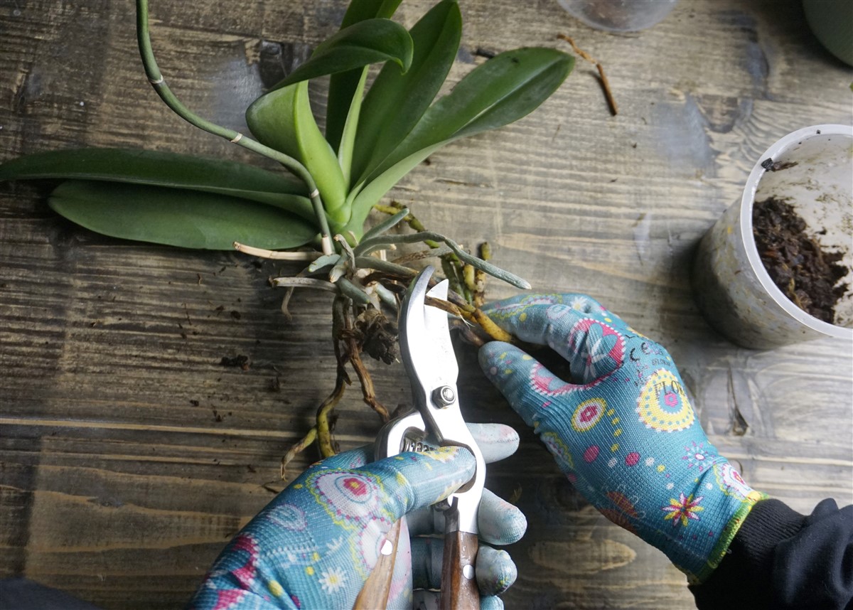 méthode pour rempoter des orchidées