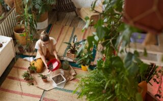 oranger du Mexique dans les jardins urbains