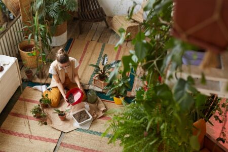 oranger du Mexique dans les jardins urbains