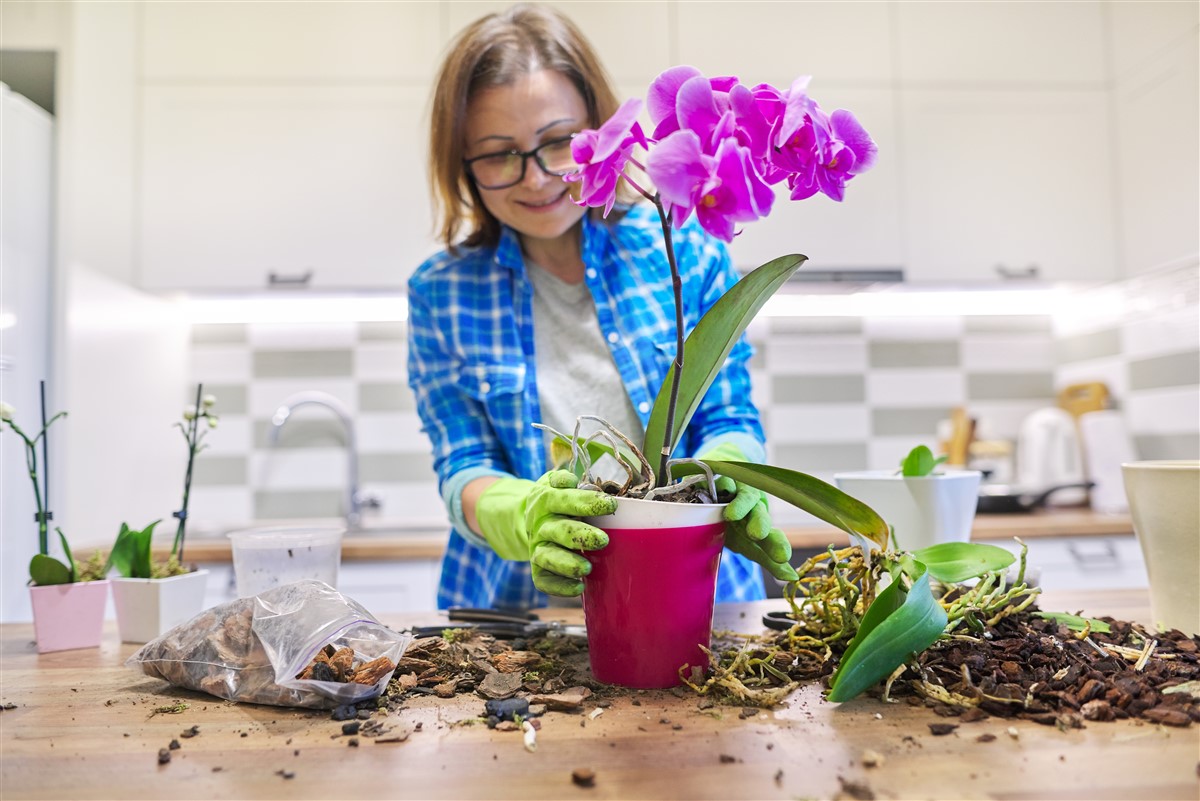 rempoter des orchidées Phalaenopsis