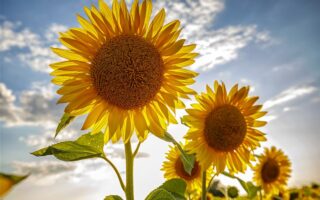 rôle du soleil dans la croissance des tournesols