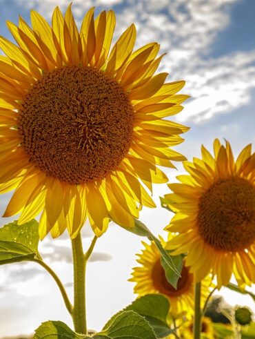 rôle du soleil dans la croissance des tournesols