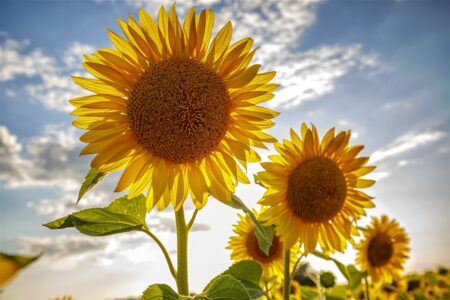 rôle du soleil dans la croissance des tournesols