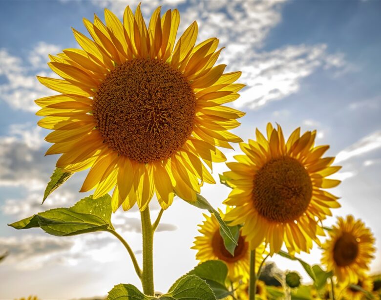 rôle du soleil dans la croissance des tournesols