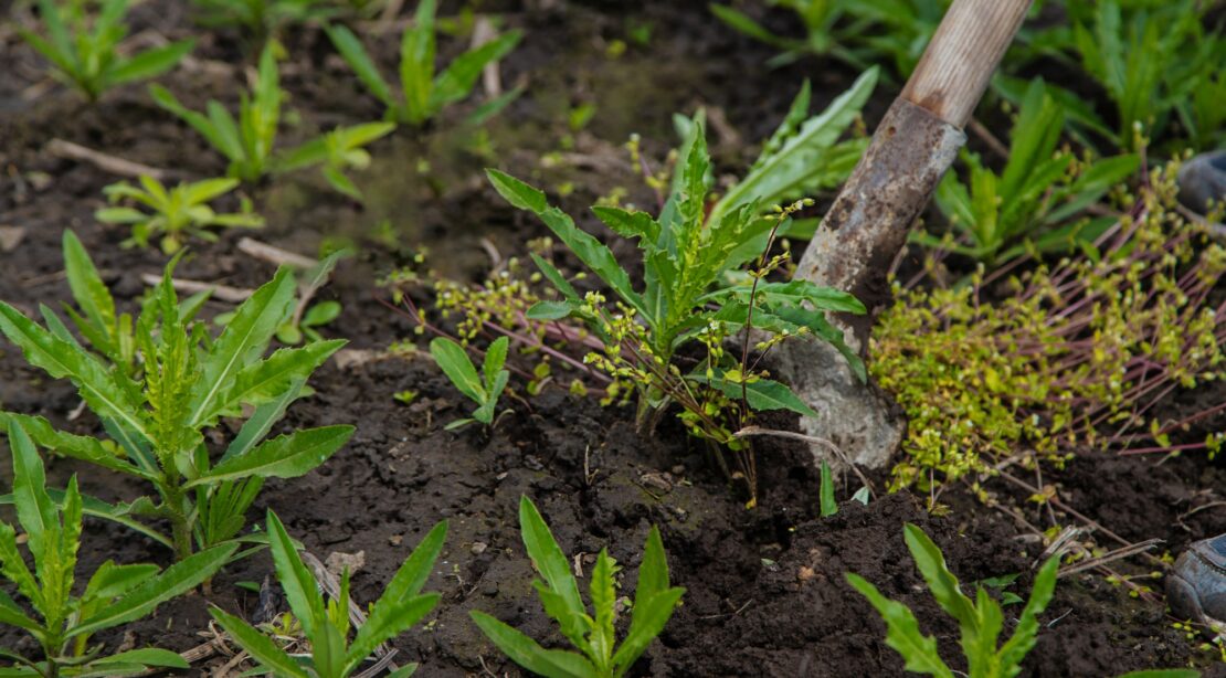 tuer les mauvaises herbes