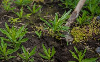tuer les mauvaises herbes