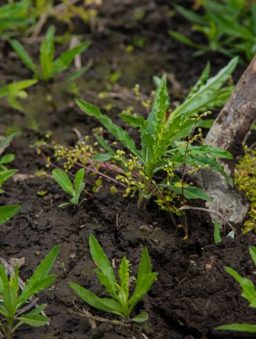 tuer les mauvaises herbes