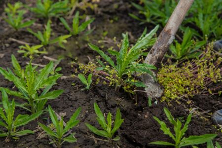 tuer les mauvaises herbes