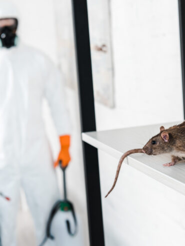 prévention des nuisibles