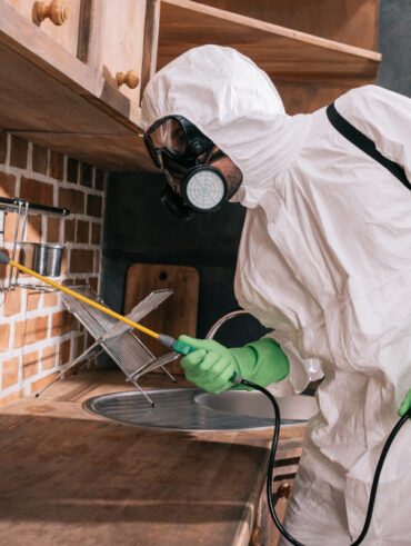 logement et nuisibles