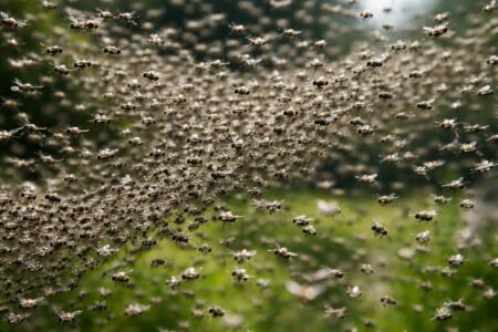 découvrez la danse captivante d'un essaim de mouches, un phénomène naturel fascinant à observer en pleine nature.
