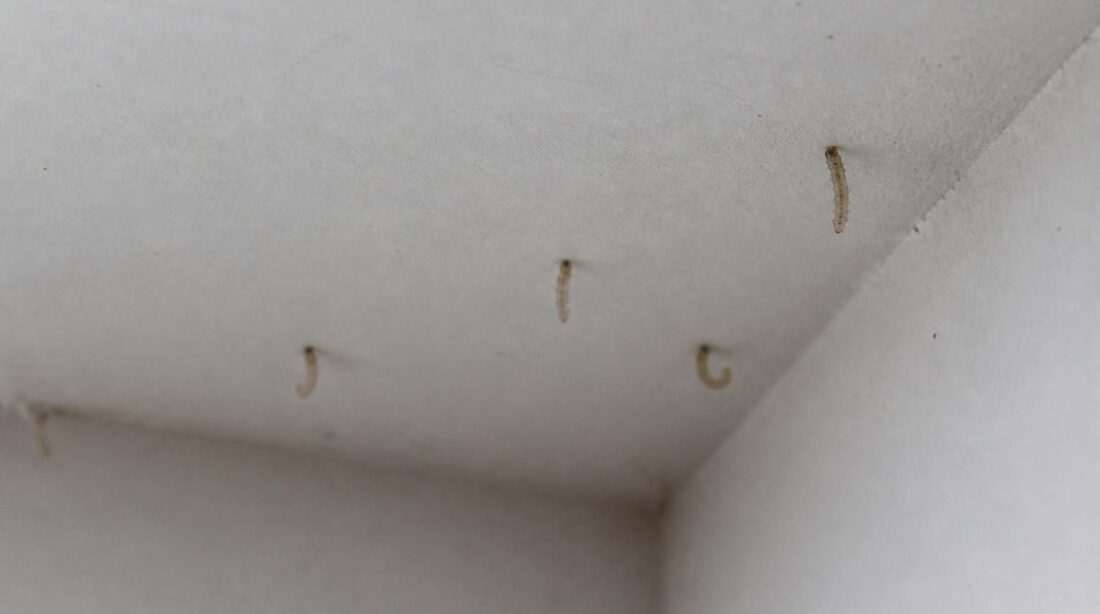 découvrez comment reconnaître les larves de mites au plafond rapidement pour éviter leur installation et protéger votre maison efficacement.