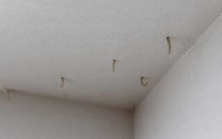 découvrez comment reconnaître les larves de mites au plafond rapidement pour éviter leur installation et protéger votre maison efficacement.