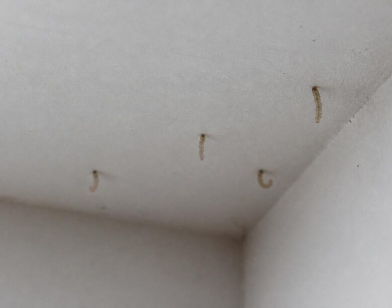 découvrez comment reconnaître les larves de mites au plafond rapidement pour éviter leur installation et protéger votre maison efficacement.