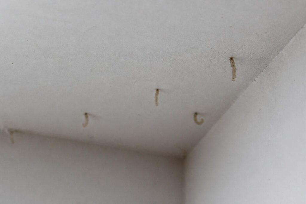découvrez comment reconnaître les larves de mites au plafond rapidement pour éviter leur installation et protéger votre maison efficacement.