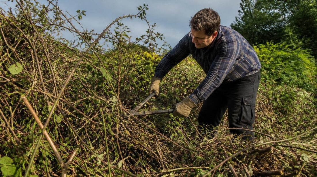 découvrez comment se débarrasser efficacement des ronces en évitant les erreurs courantes. conseils pratiques et astuces pour un jardin propre et sans ronces.