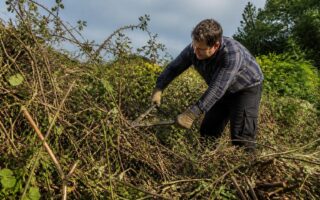 découvrez comment se débarrasser efficacement des ronces en évitant les erreurs courantes. conseils pratiques et astuces pour un jardin propre et sans ronces.