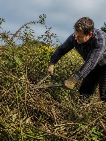découvrez comment se débarrasser efficacement des ronces en évitant les erreurs courantes. conseils pratiques et astuces pour un jardin propre et sans ronces.