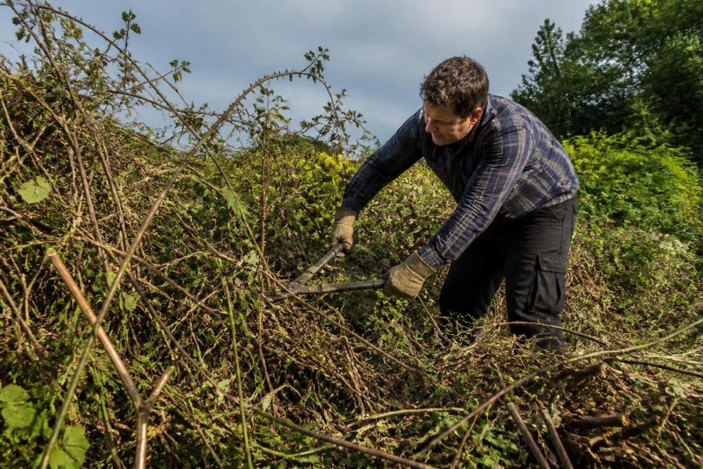 découvrez comment se débarrasser efficacement des ronces en évitant les erreurs courantes. conseils pratiques et astuces pour un jardin propre et sans ronces.