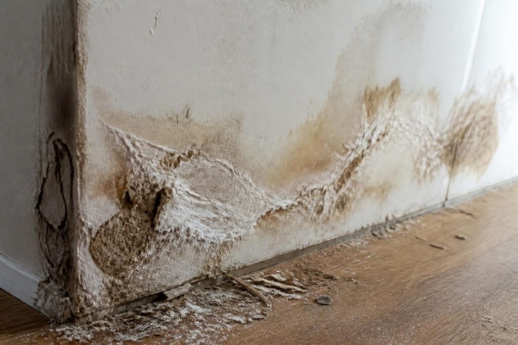 découvrez les signes essentiels à surveiller pour détecter la présence de mérule dans le placo et protégez efficacement votre intérieur contre ce champignon destructeur.