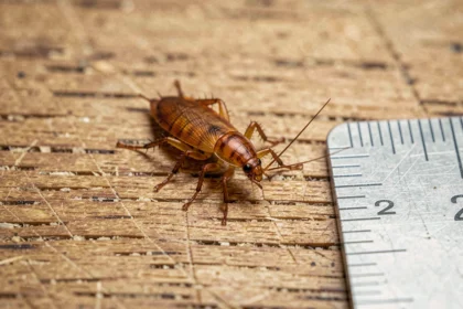Bébé cafard nymphe en gros plan sur un comptoir en bois, avec antennes et pattes visibles pour identification